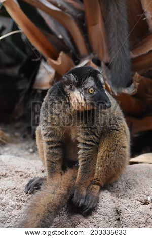 Cute Brown Collared Lemur with a Tired Expression