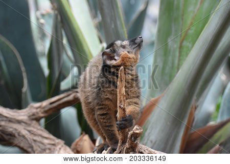 Adorable Brown Collared Lemur Interested By Something