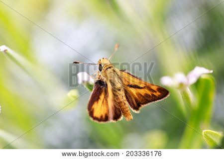 Fiery Skipper (Hylephila phyleus) male on Lavender. San Mateo County, California, USA.