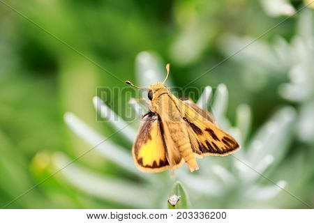 Fiery Skipper (Hylephila phyleus) male on Lavender. San Mateo County, California, USA.