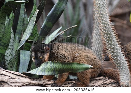 Adorable Brown Collared Lemur on a Tree