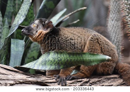 Amazing Brown Collared Lemur with a Surprised Look