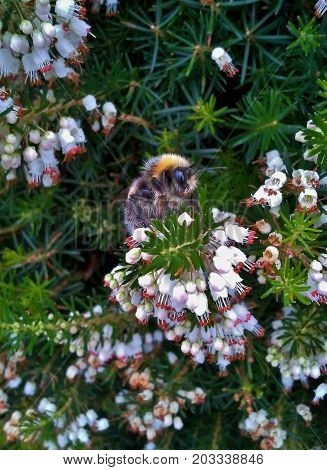Bumblebee on a White Heather Flower in Summer