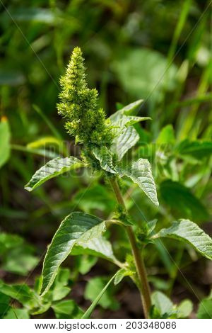 Green weed and medicinal plant Amaranthus retroflexus