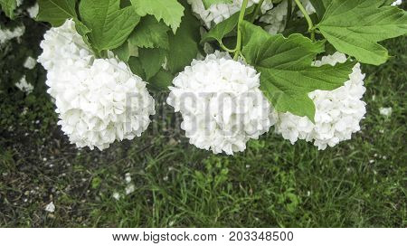 Flowers Of A Buldenezh