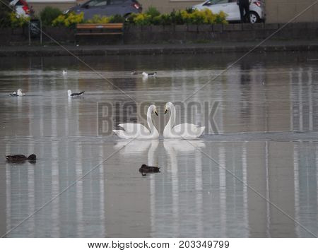Two swans float next to each other and with their heads and necks make a heart shape.