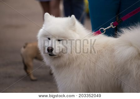 Samoyed Dog On The Exhibition, Samoiedskaia Sabaka