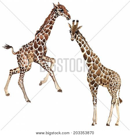 Exotic giraffe wild animal in a watercolor style isolated. Full name of the animal: camelopard. Aquarelle wild animal for background, texture, wrapper pattern or tattoo.