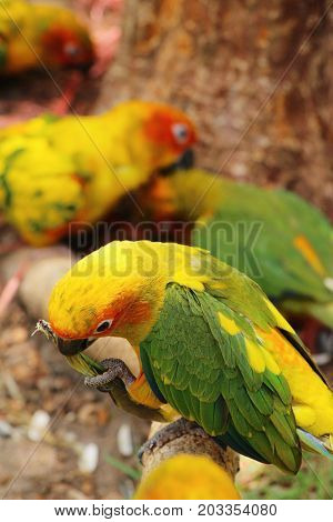 Macore bird parrot beautiful in the zoo