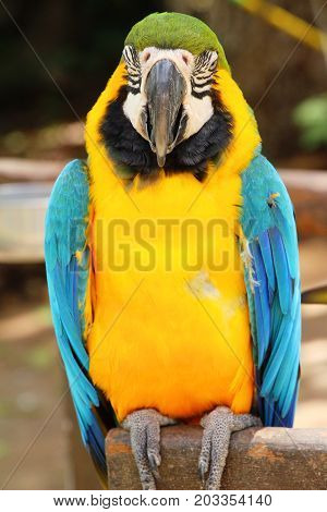 Macore bird parrot beautiful in the zoo