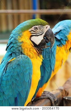 Macore bird parrot beautiful in the zoo
