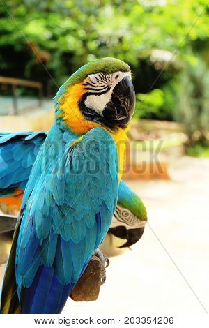 Macore bird parrot beautiful in the zoo