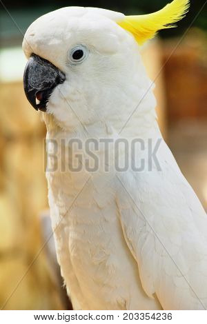 Macore bird parrot beautiful in the zoo