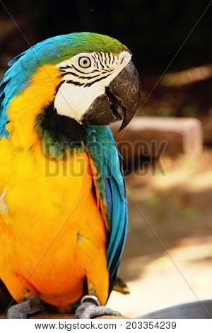 Macore bird parrot beautiful in the zoo