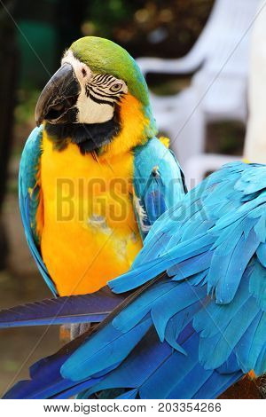 Macore bird parrot beautiful in the zoo