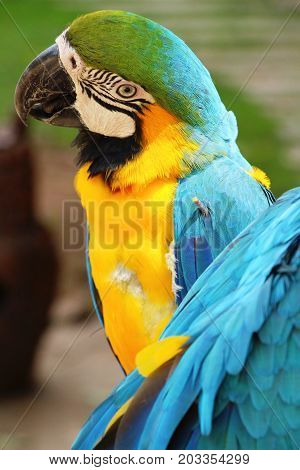 Macore bird parrot beautiful in the zoo