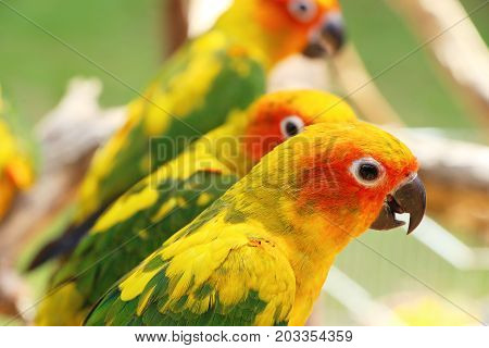 Macore bird parrot beautiful in the zoo