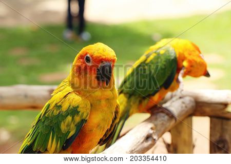 Macore bird parrot beautiful in the zoo