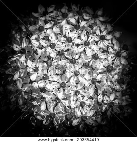 black and white close up of blooming flower