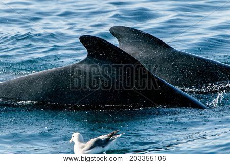 Pilot whales as seen during a whale watching tour in Iceland.