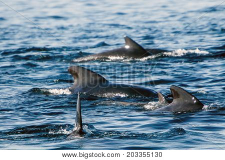 Pilot whales as seen during a whale watching tour in Iceland.