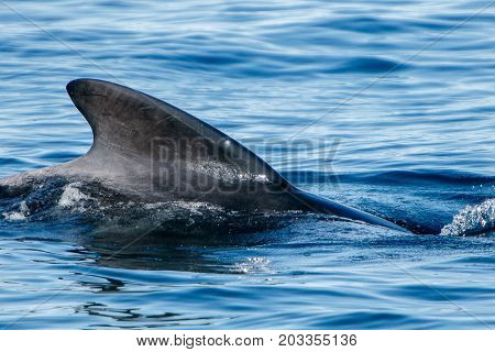 Pilot whale as seen during a whale watching tour in Iceland.