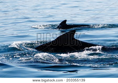 Pilot whales as seen during a whale watching tour in Iceland.