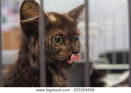 Homeless kitten sitting in a cage at the shelter. Pets