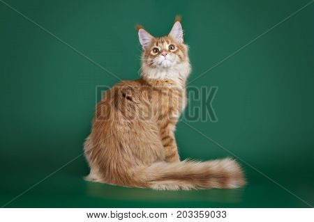 Red cute fluffy cat Maine Coon sitting on a green Studio background.