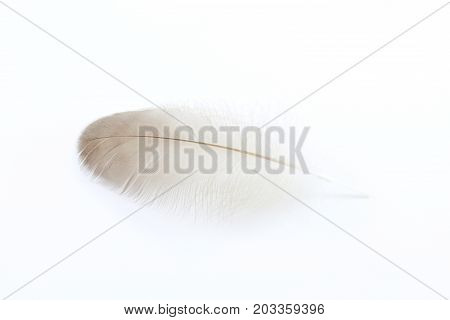 Single duck feather isolated on white, horizontal aspect