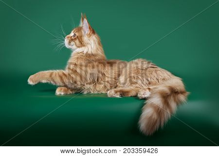 Red cute fluffy cat Maine Coon lying on a green Studio background.