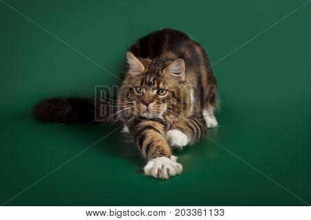 Tabby cute fluffy cat Maine Coon lying on a green Studio background. The graceful cat pulls a paw.