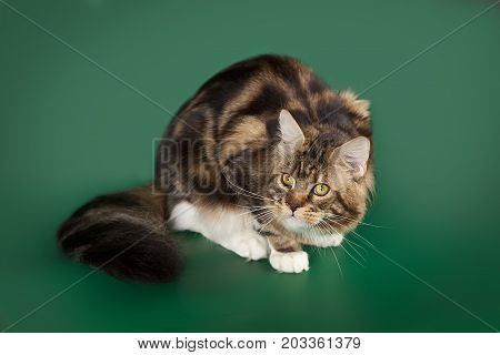 Tabby cute fluffy cat Maine Coon sitting on a green Studio background.