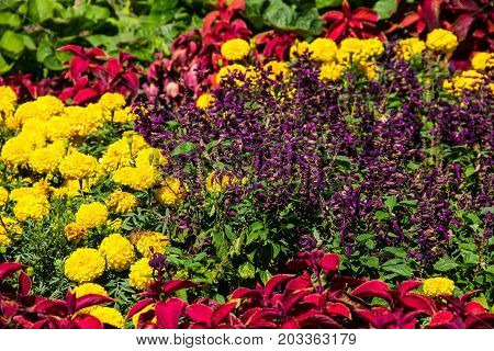 Flowerbed with yellow marigolds and purple salvia flowers