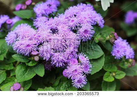 Beautiful bluish violet Ageratum in the garden