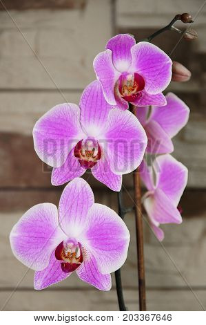 Orchid flowers close up for postcard design