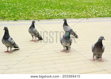 Four pigeons are standing looking at the camera and one walking. Free doves in park.