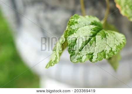 close up decorative green leaf in flowerpot