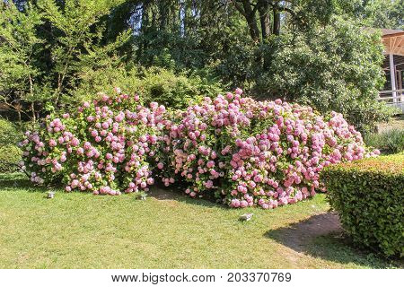 Hydrangeas on the lawn.
Surroundings and adjacent areas of the hotel Yalta Intourist.