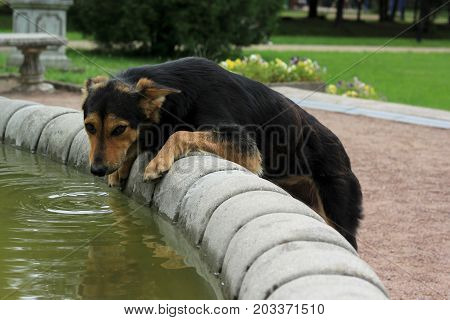 The lonely dog looks at the camera at the fountain
