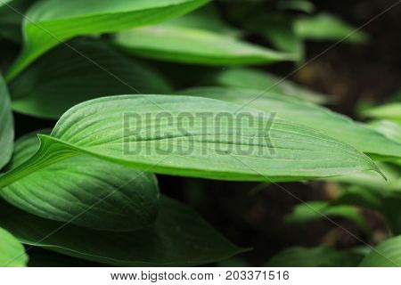 Beauty green leaf texture with leaf foreground