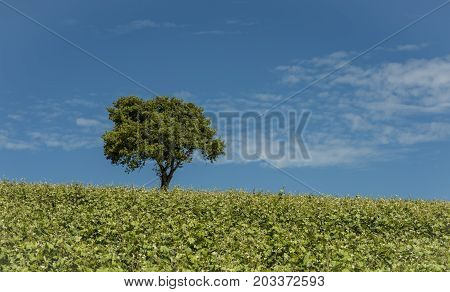 Tree on a hill with vineyard in the Champagne district in Champagne-Ardenne Vallee de la Marne France