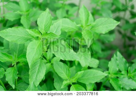 hoary basil or basilicum in the pot ingredient for cooking