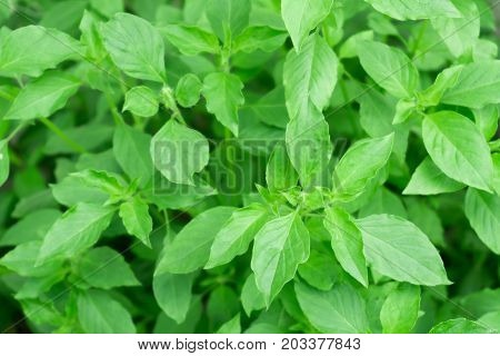 hoary basil or basilicum in the pot ingredient for cooking