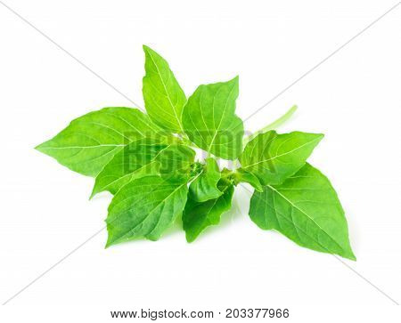 hoary basil or basilicum on white background ingredient for cooking
