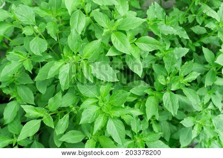 hoary basil or basilicum in the pot ingredient for cooking