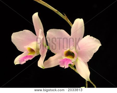 Laelia anceps orquídea flor. Rosa pálido