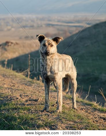 山でのアジアの野生動物犬