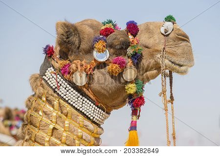 Decorated camel at Desert Festival in Jaisalmer Rajasthan India. Close up