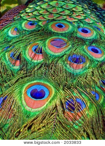Peacock Tailfan Feathers